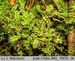 Chiloscyphus pallescens (wargowiec blady)