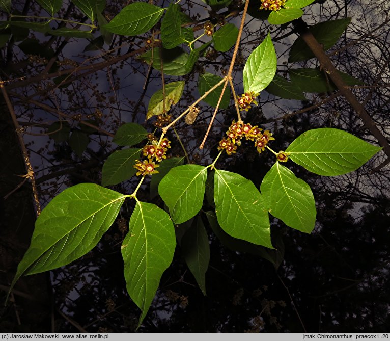 Chimonanthus praecox (zimokwiat wczesny)