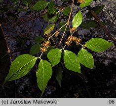 Chimonanthus praecox (zimokwiat wczesny)