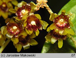 Chimonanthus praecox (zimokwiat wczesny)