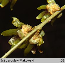 Chimonanthus praecox (zimokwiat wczesny)