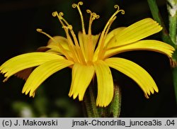 Chondrilla juncea (chondrilla sztywna)