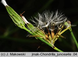 Chondrilla juncea (chondrilla sztywna)