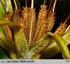 Chondrilla juncea (chondrilla sztywna)