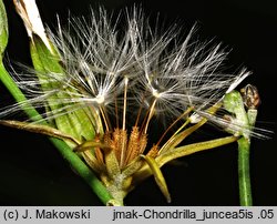 Chondrilla juncea (chondrilla sztywna)