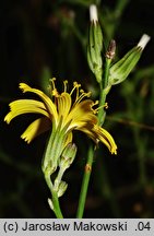 Chondrilla juncea (chondrilla sztywna)