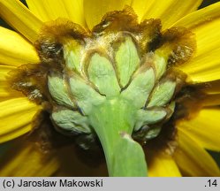 Glebionis segetum (złocień polny)