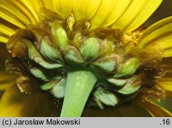 Glebionis segetum (złocień polny)