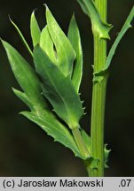 Glebionis segetum (złocień polny)