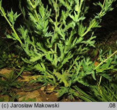 Glebionis segetum (złocień polny)