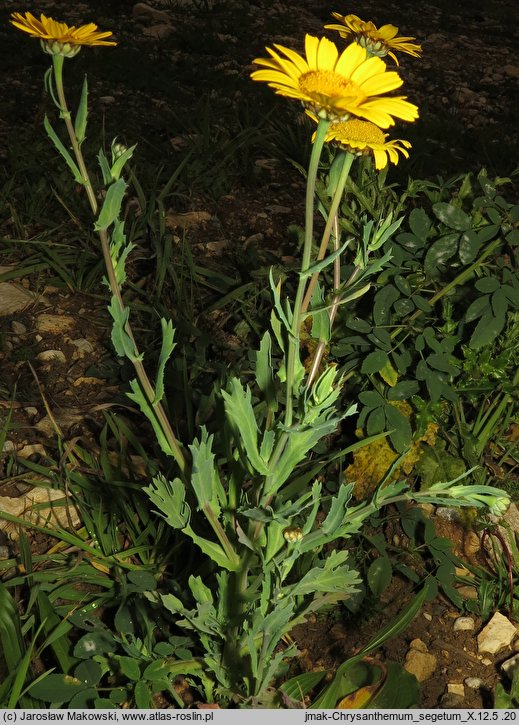 Glebionis segetum (złocień polny)