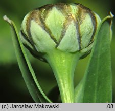 Glebionis segetum (złocień polny)