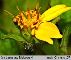 Chrysogonum virginianum (chryzogonum wirginijksie)