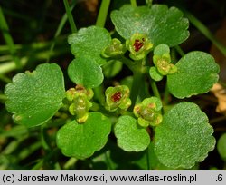 Chrysosplenium alternifolium (śledziennica skrętolistna)