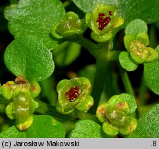 Chrysosplenium alternifolium (śledziennica skrętolistna)