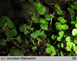 Chrysosplenium oppositifolium (śledziennica naprzeciwlistna)