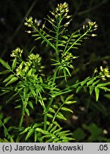 Cardamine impatiens (rzeżucha niecierpkowa)