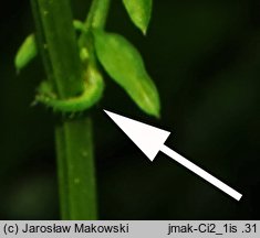 Cardamine impatiens (rzeżucha niecierpkowa)