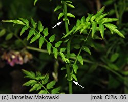 Cardamine impatiens (rzeżucha niecierpkowa)