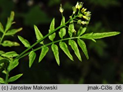 Cardamine impatiens (rzeżucha niecierpkowa)