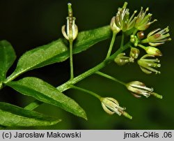 Cardamine impatiens (rzeżucha niecierpkowa)