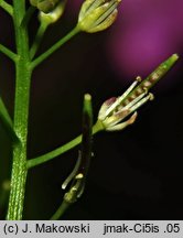 Cardamine impatiens (rzeżucha niecierpkowa)