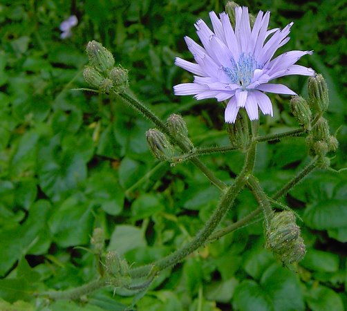 Cicerbita macrophylla