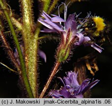 Cicerbita alpina (modrzyk górski)