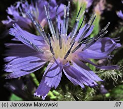 Cicerbita alpina (modrzyk górski)