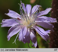 Cicerbita alpina (modrzyk górski)