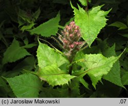 Cicerbita alpina (modrzyk górski)