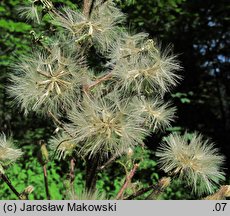 Cicerbita alpina (modrzyk górski)