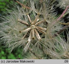 Cicerbita alpina (modrzyk górski)