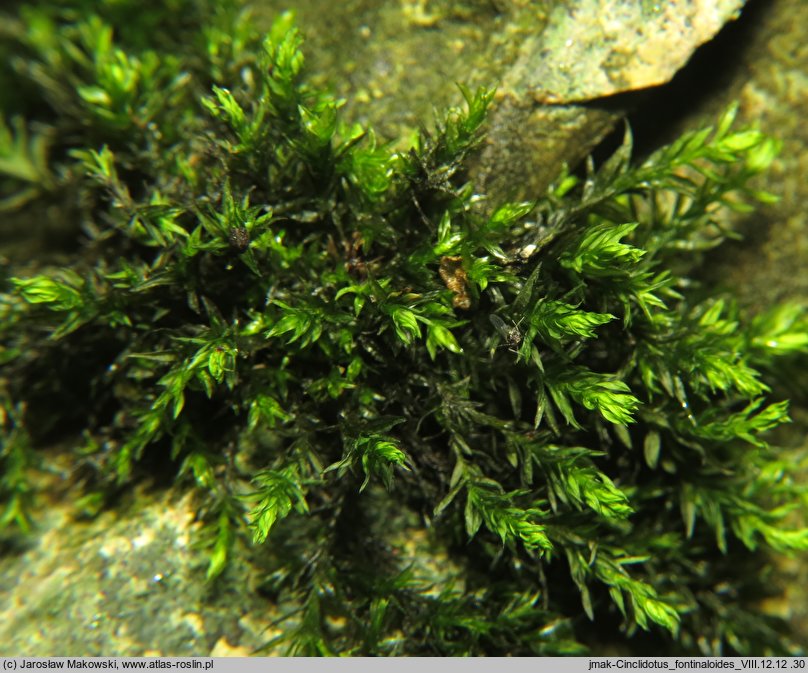 Cinclidotus fontinaloides (nurzypląs lancetowaty)