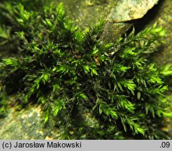 Cinclidotus fontinaloides (nurzypląs lancetowaty)