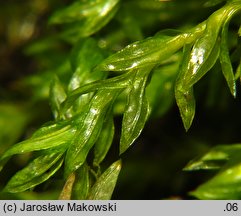 Cinclidotus fontinaloides (nurzypląs lancetowaty)