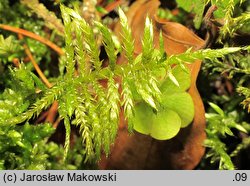 Cirriphyllum piliferum (szydłosz włoskowy)