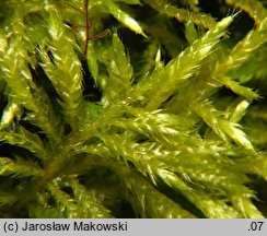 Cirriphyllum piliferum (szydłosz włoskowy)