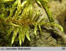 Cirriphyllum piliferum (szydłosz włoskowy)