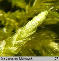 Cirriphyllum piliferum (szydłosz włoskowy)