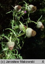 Cirsium eriophorum (ostrożeń głowacz)