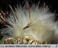 Cirsium eriophorum (ostrożeń głowacz)