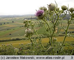 Cirsium eriophorum (ostrożeń głowacz)