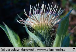 Cirsium oleraceum (ostrożeń warzywny)