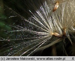 Cirsium vulgare (ostrożeń lancetowaty)