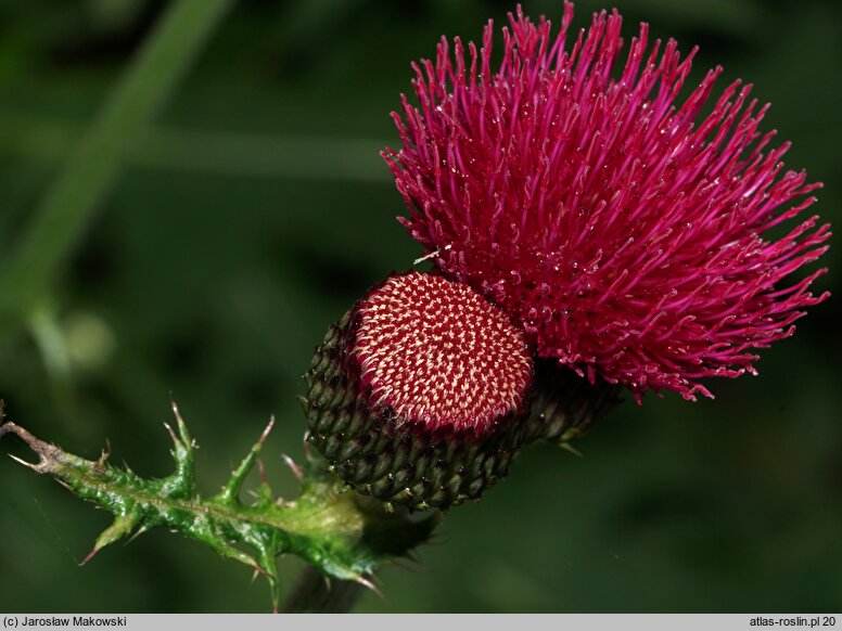 Cirsium rivulare Atropurpureum