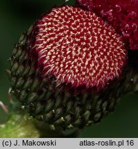 Cirsium rivulare (ostrożeń łąkowy)