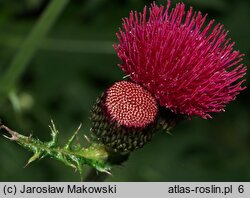 Cirsium rivulare (ostrożeń łąkowy)