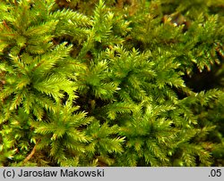 Climacium dendroides (drabik drzewkowaty)