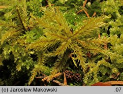 Climacium dendroides (drabik drzewkowaty)